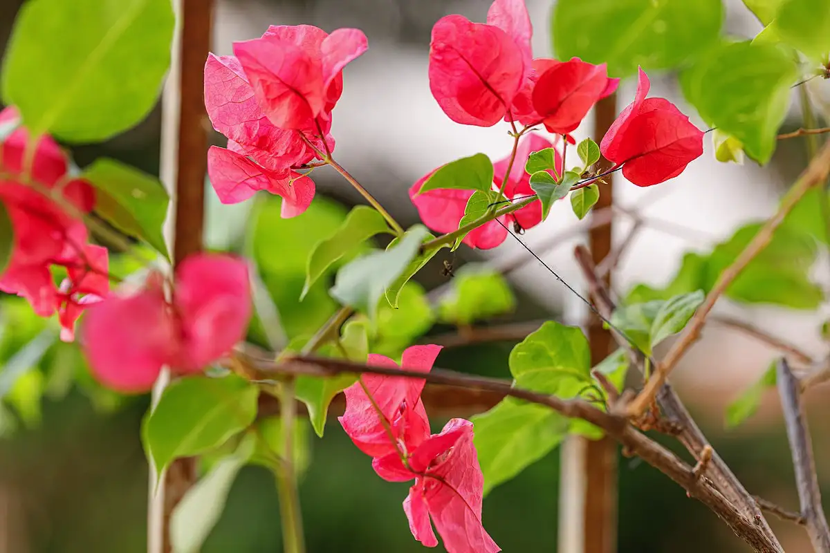 Mitä ovat bougainvillean värikkäät osat ja miksi ne eivät ole kukkia?