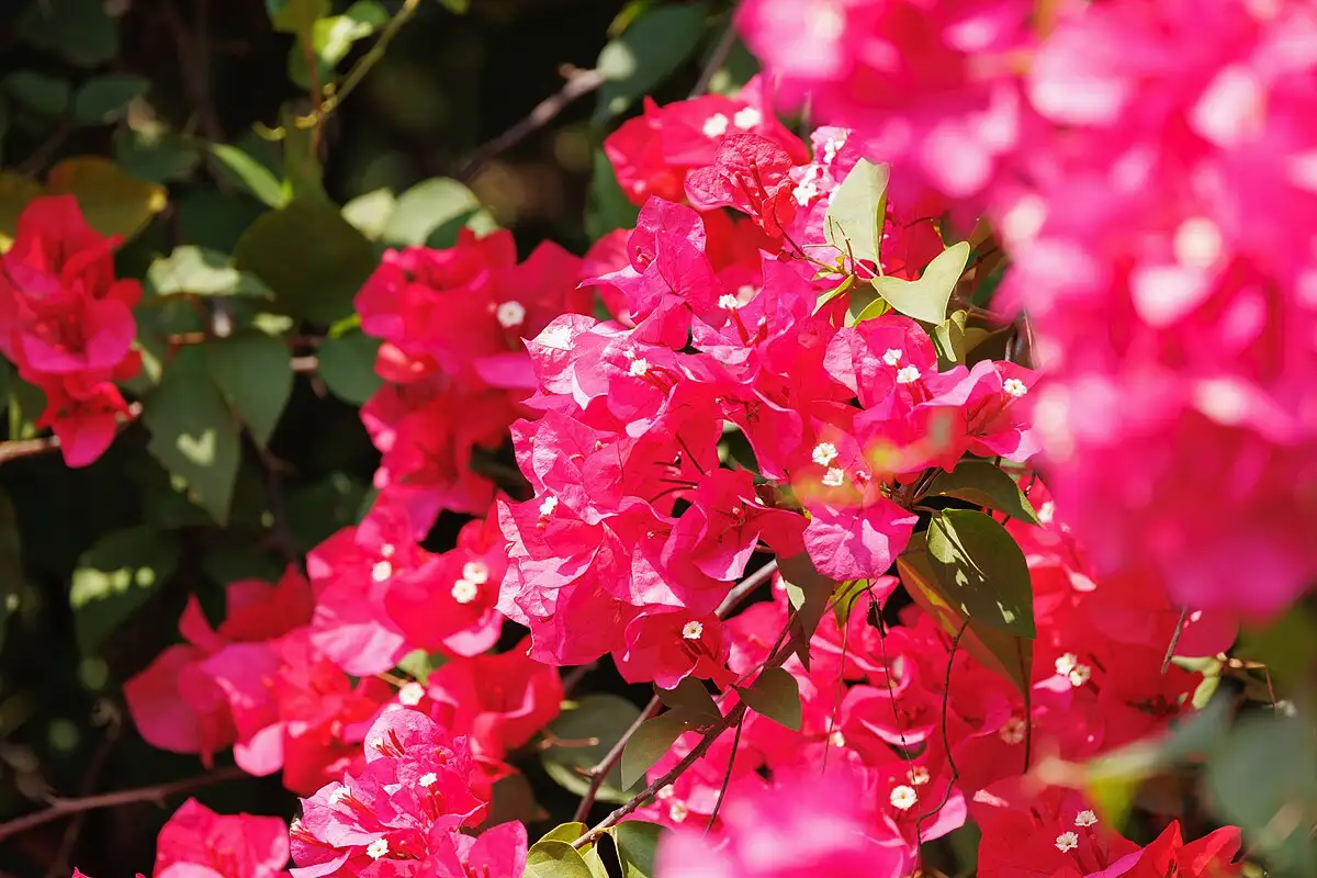 Mitä ovat bougainvillean värikkäät osat ja miksi ne eivät ole kukkia?
