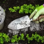 Miksi grillituhkaa kannattaa ripotella kasvien multaan?
