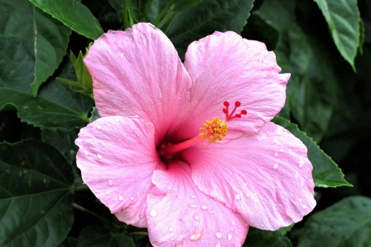 Hibiskin karsimisen salaisuudet: 5 sääntöä upeiden kukkien saamiseksi