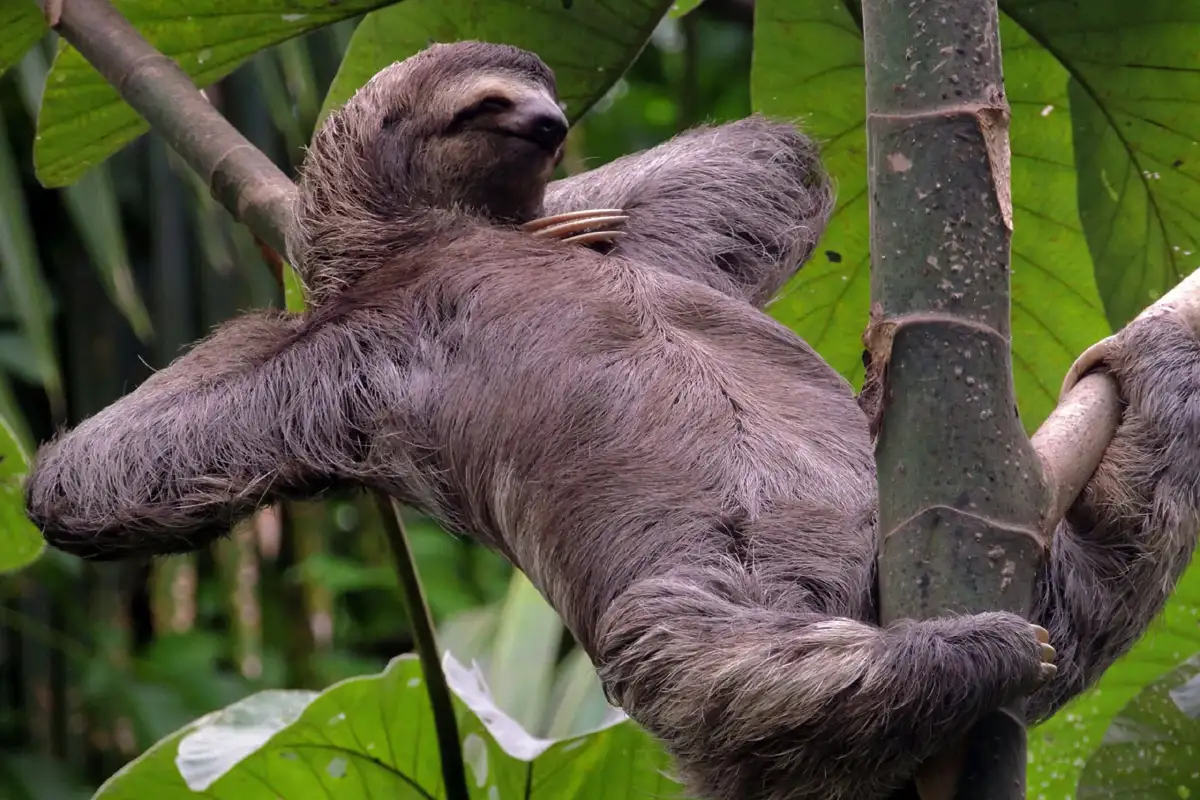Oletko pöllö vai leivonen? Psykologinen testi vain minuutissa