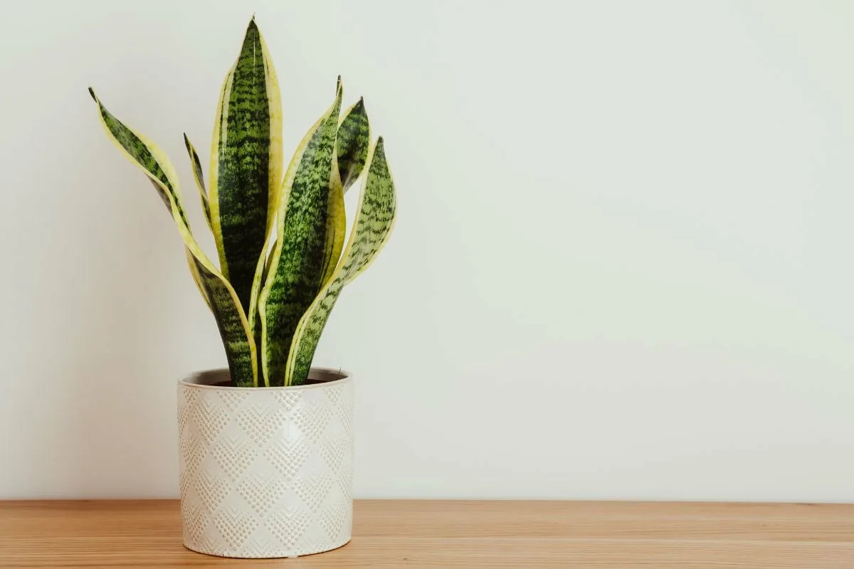 Huonekasvien hoito: Kolme kasvia, jotka eivät kestä suoraa auringonvaloa