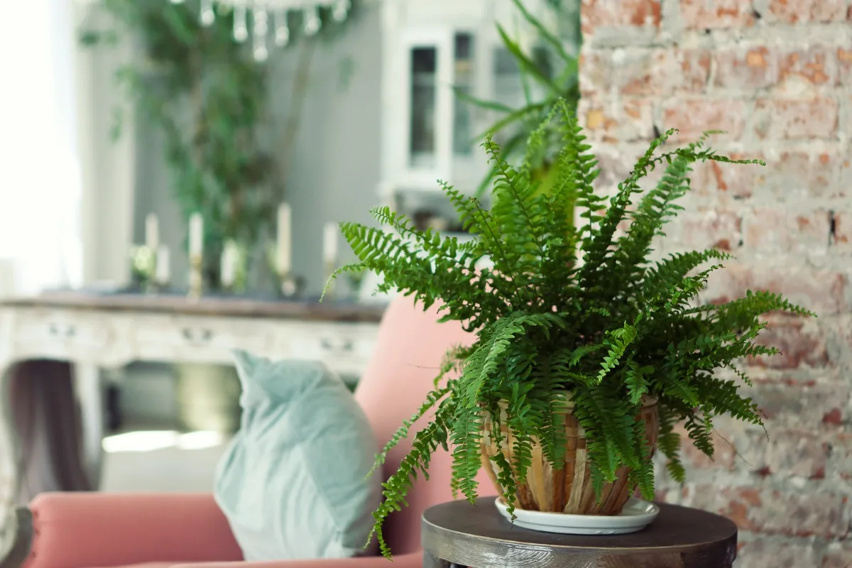 Huonekasvien hoito: Kolme kasvia, jotka eivät kestä suoraa auringonvaloa
