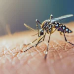 Älä heitä persikkapurkkeja pois: Tee niistä hyttysiä karkottava koriste!