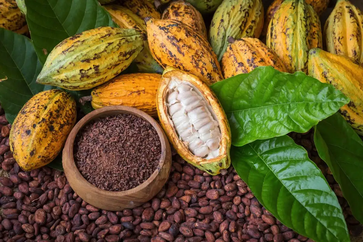 Miksi kaakao on täydellinen parantava kasvi väsymystä, huonoa muistia ja stressiä vastaan