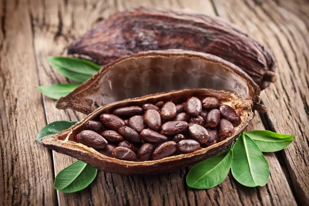 Miksi kaakao on täydellinen parantava kasvi väsymystä, huonoa muistia ja stressiä vastaan