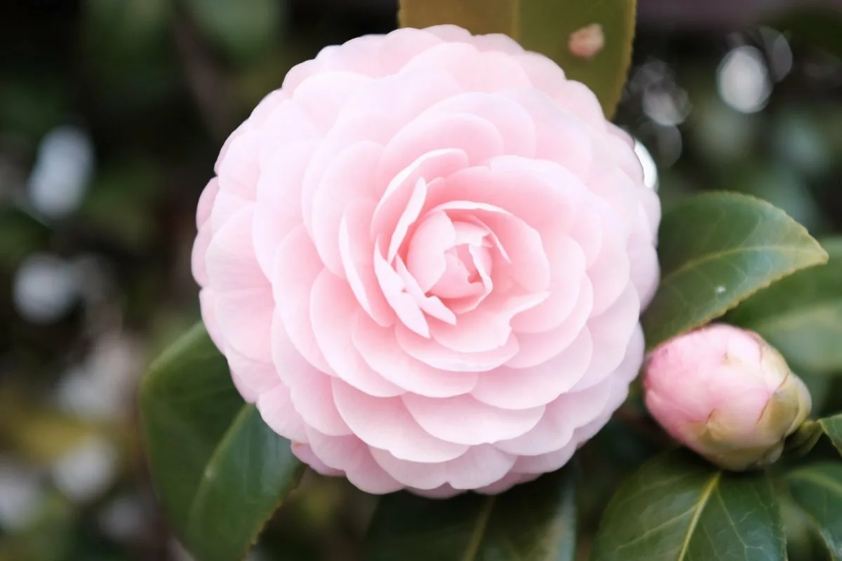 Kamelia: Chanelin symbolikukka, joka hurmaa helppoudellaan