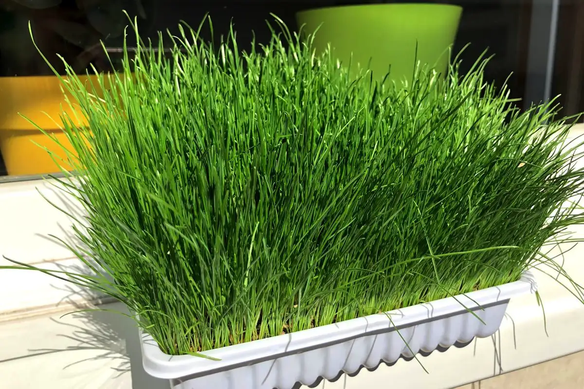 Kasvata oma kaura kotona: varma opas tuoreisiin, ravitseviin satoihin