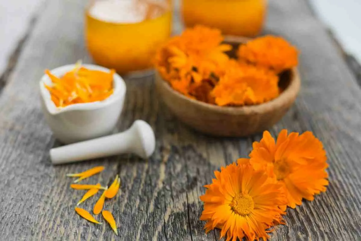 Kehäkukka: Miksi sen lehtiä suositellaan ja mitä hyötyjä tämä parantava kasvi tarjoaa?