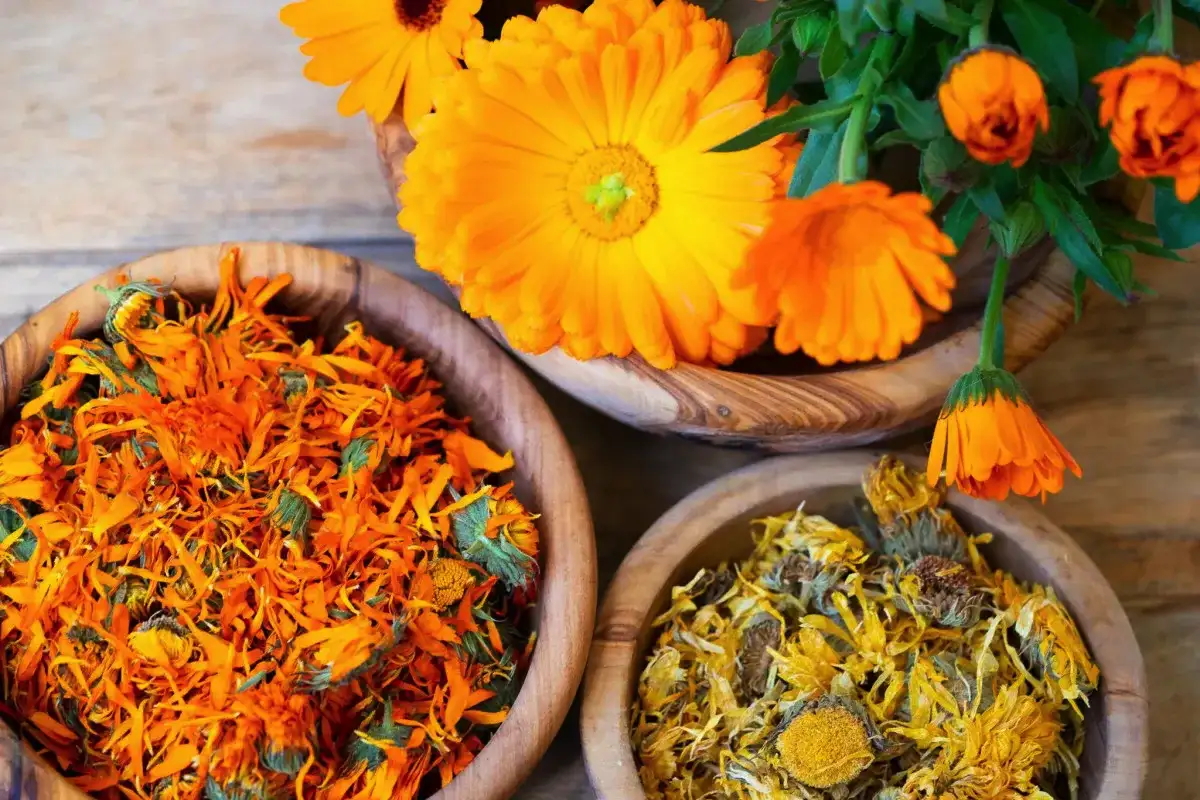 Kehäkukka: Miksi sen lehtiä suositellaan ja mitä hyötyjä tämä parantava kasvi tarjoaa?