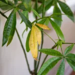 Keltaiset lehdet – milloin ja miten leikata kasveja täydellisen lopputuloksen saamiseksi