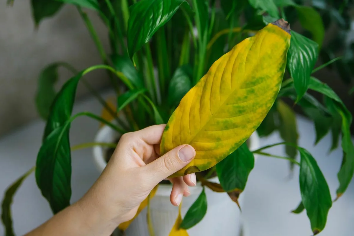 Keltaiset lehdet – milloin ja miten leikata kasveja täydellisen lopputuloksen saamiseksi