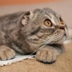 Miksi kissasi sivuuttaa sinut? Eläinlääkäri selittää totuuden