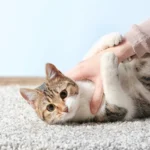 Onko kissan kanssa leikkimisen laiminlyönti haitallista? Eläinlääkärit paljastavat yllättävän totuuden