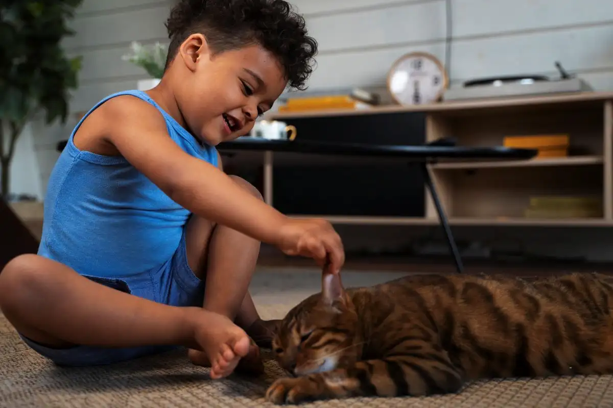 Onko kissan kanssa leikkimisen laiminlyönti haitallista? Eläinlääkärit paljastavat yllättävän totuuden
