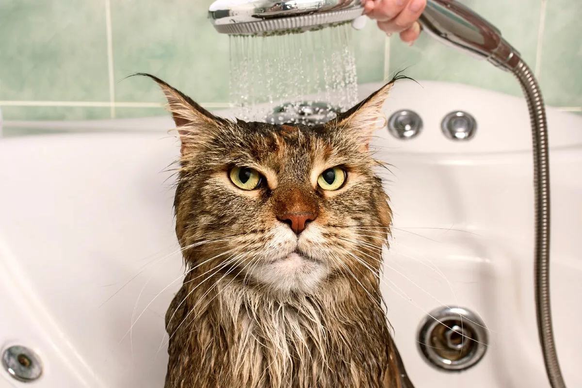 Kuinka valmistella kissan pesu stressittömäksi
