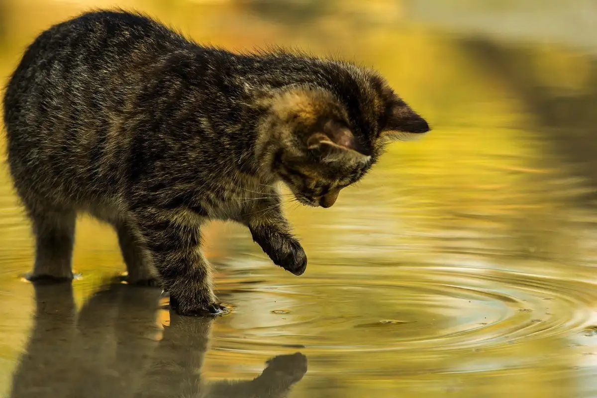 Miksi kissat kastavat tassunsa veteen? 7 syytä tähän omituiseen tapaan