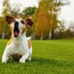 Ei kääpiökoiraa eikä chihuahuaa: 3 koirarotua, jotka haukkuvat eniten asiantuntijan mukaan