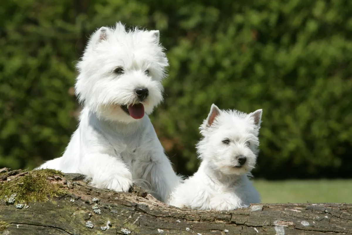 Ei kääpiökoiraa eikä chihuahuaa: 3 koirarotua, jotka haukkuvat eniten asiantuntijan mukaan