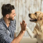 Koirien mustasukkaisuus: 10 yllättävää tapaa, joilla koirasi ilmaisee sitä