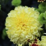 Parveke kukoistamaan: Helppohoitoinen krysanteemi karkottaa hyönteiset ja tukee terveyttäsi