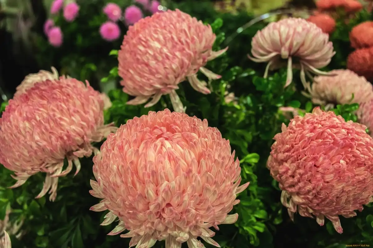 Parveke kukoistamaan: Helppohoitoinen krysanteemi karkottaa hyönteiset ja tukee terveyttäsi