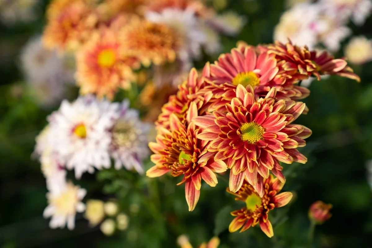 Parveke kukoistamaan: Helppohoitoinen krysanteemi karkottaa hyönteiset ja tukee terveyttäsi