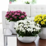 Kuinka hoitaa krysanteemeja ruukuissa: 4 tärkeää vinkkiä