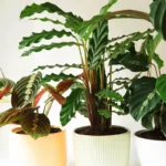 Tutustu 3 kukattomaan kasviin, jotka täyttävät kotisi värillä