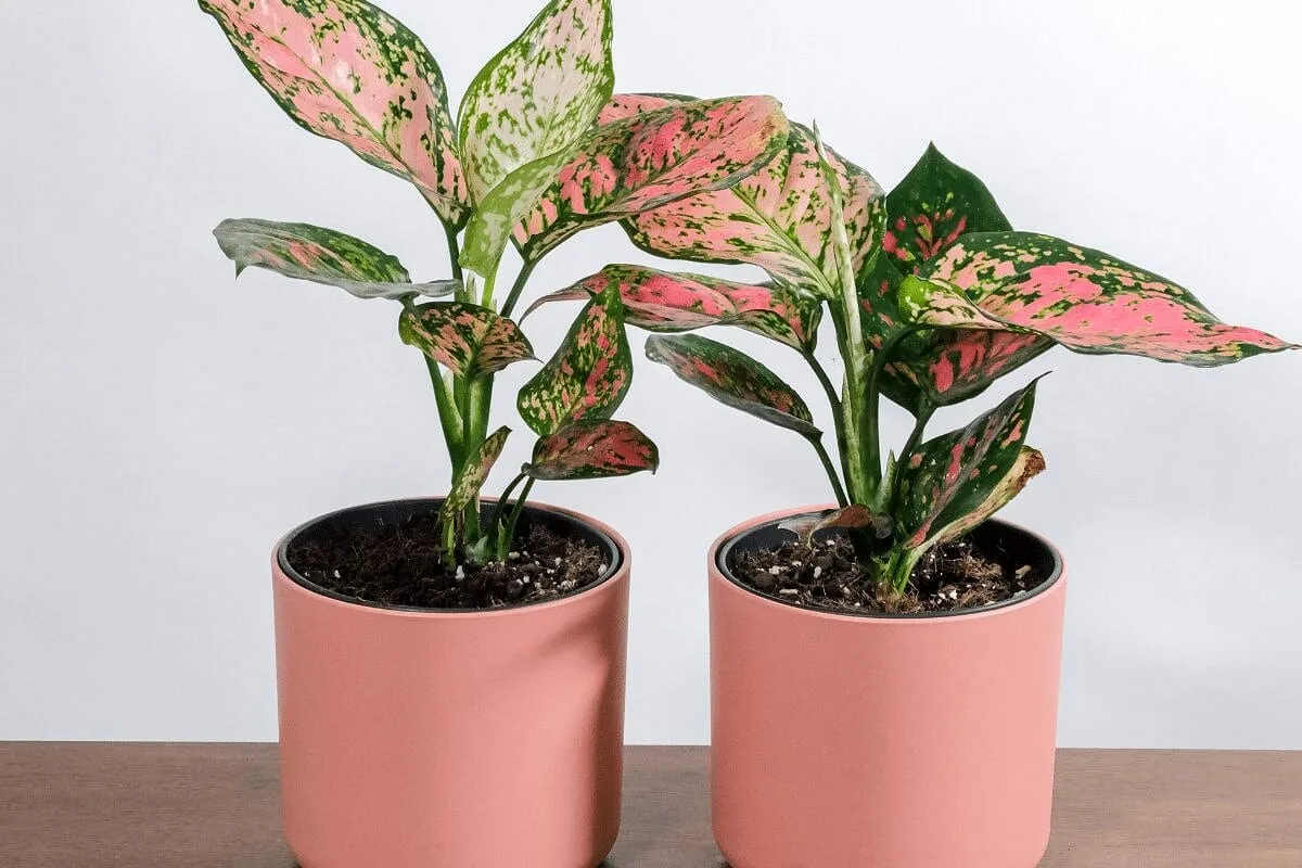 Tutustu 3 kukattomaan kasviin, jotka täyttävät kotisi värillä