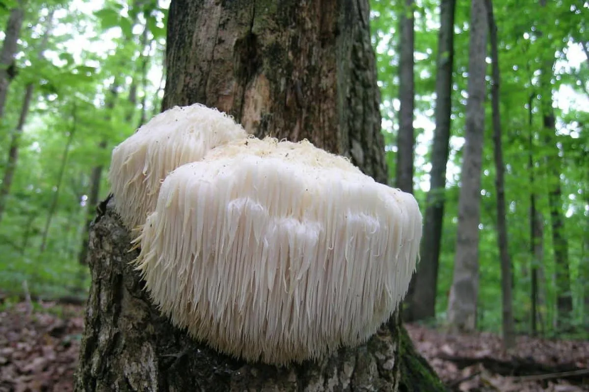 Viisi lääkinnällistä sientä, jotka mullistavat hyvinvointisi