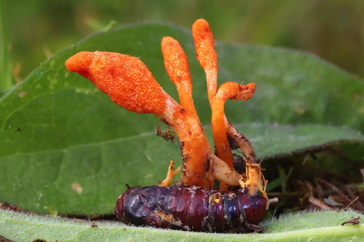 Viisi lääkinnällistä sientä, jotka mullistavat hyvinvointisi