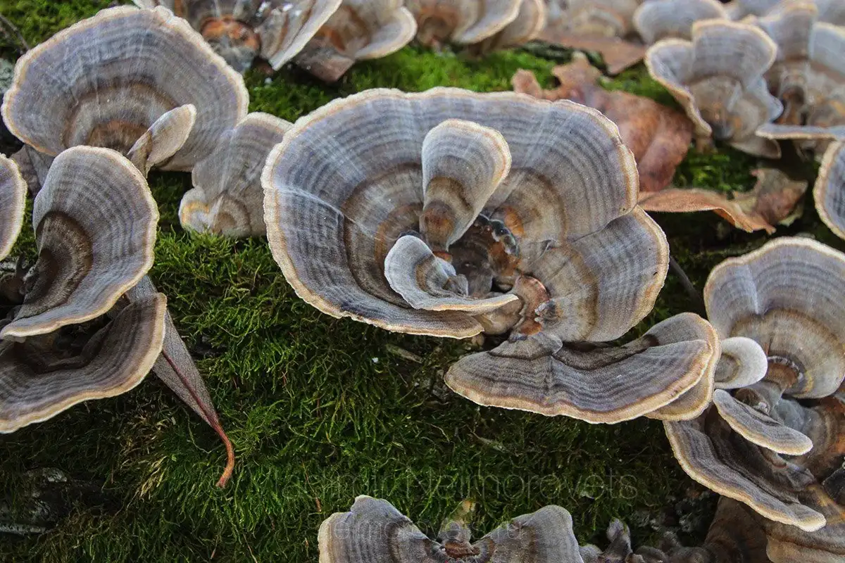 Viisi lääkinnällistä sientä, jotka mullistavat hyvinvointisi