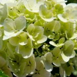 Karsikoon hortensia japanilaisten tavoin upeiden kukkien saamiseksi