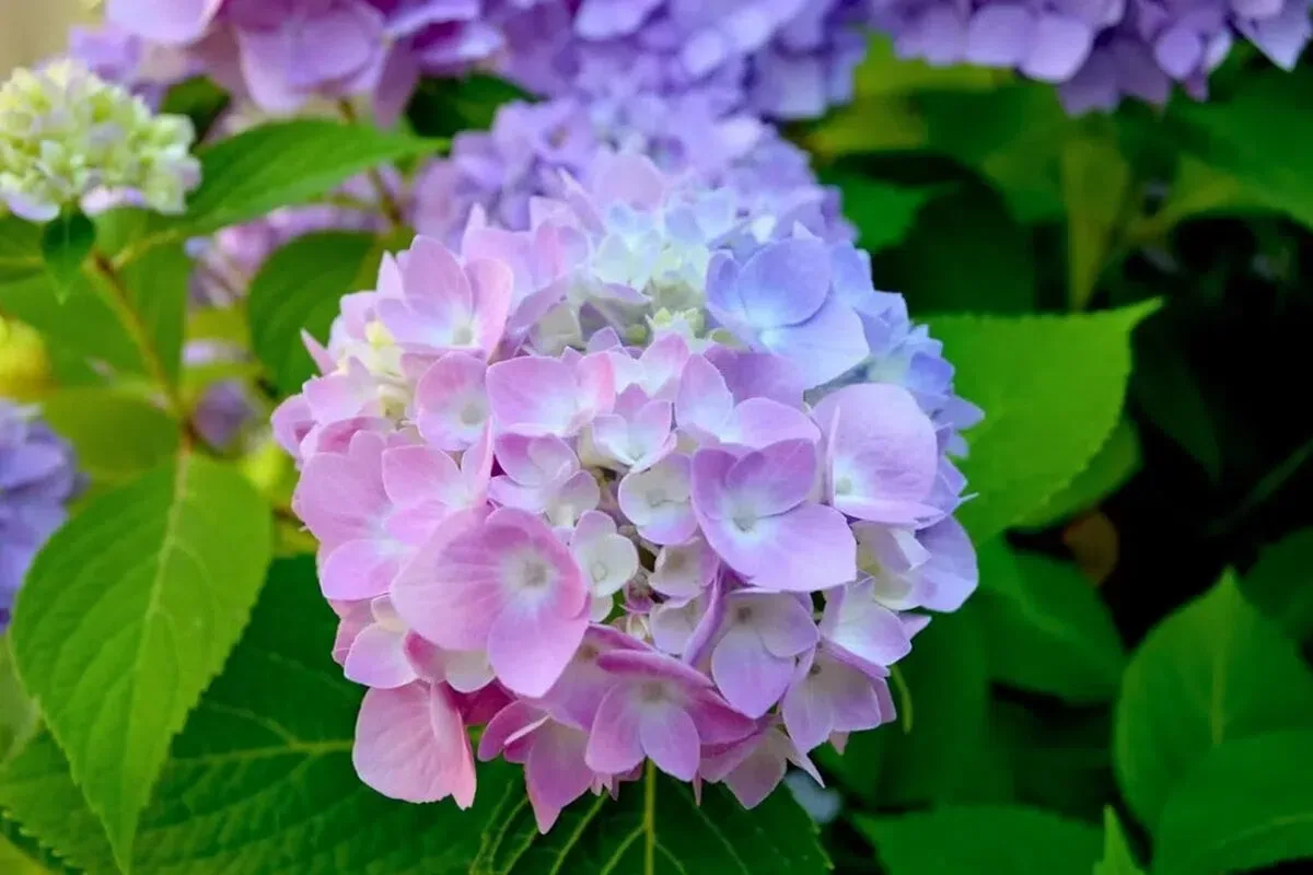 Karsikoon hortensia japanilaisten tavoin upeiden kukkien saamiseksi