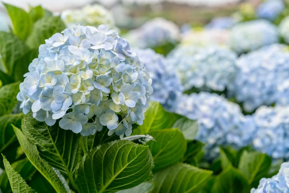 Karsikoon hortensia japanilaisten tavoin upeiden kukkien saamiseksi