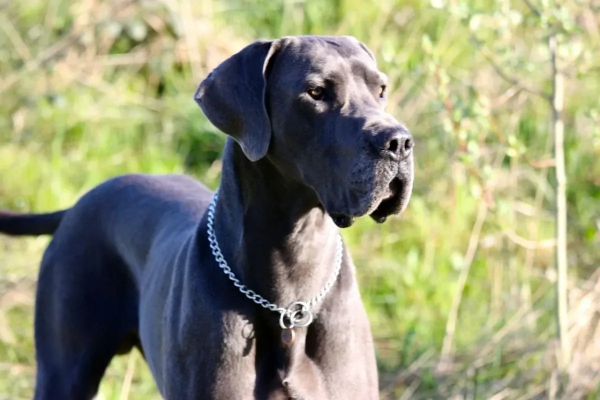 Ujoja mutta helliä: 7 koirarotua rauhaan ja kodikkuuteen