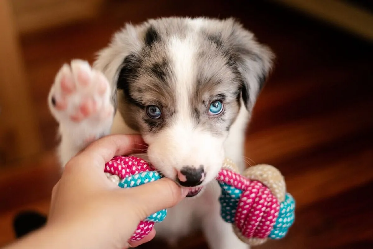 Oletko kyllästynyt koiranpennun leikkisään puremiseen? Näin voit lopettaa sen