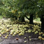 Mädät omenat eivät ole lannoitetta: 4 syytä, miksi pilaantuneet hedelmät pitää kerätä maasta