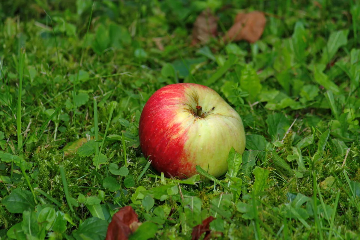 Mädät omenat eivät ole lannoitetta: 4 syytä, miksi pilaantuneet hedelmät pitää kerätä maasta