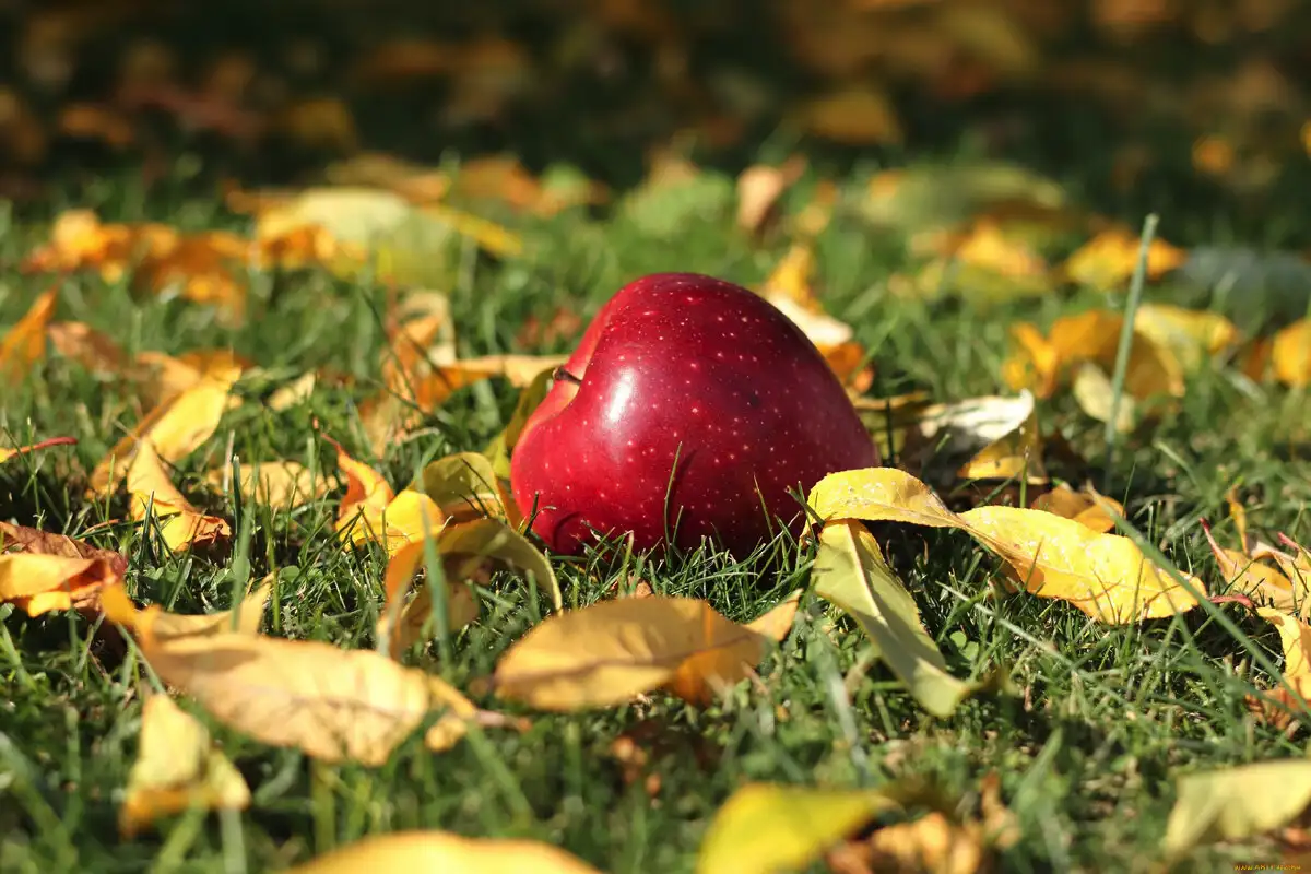 Mädät omenat eivät ole lannoitetta: 4 syytä, miksi pilaantuneet hedelmät pitää kerätä maasta