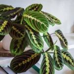 Viihtyisä viherkeidas: Näin lisäät Maranta -kasvejasi ja saat runsaimman kokoelman