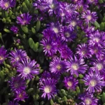 Mehikasvi, joka räjähtää keväällä upeisiin kukkoihin: Helppo ja kaunis valinta