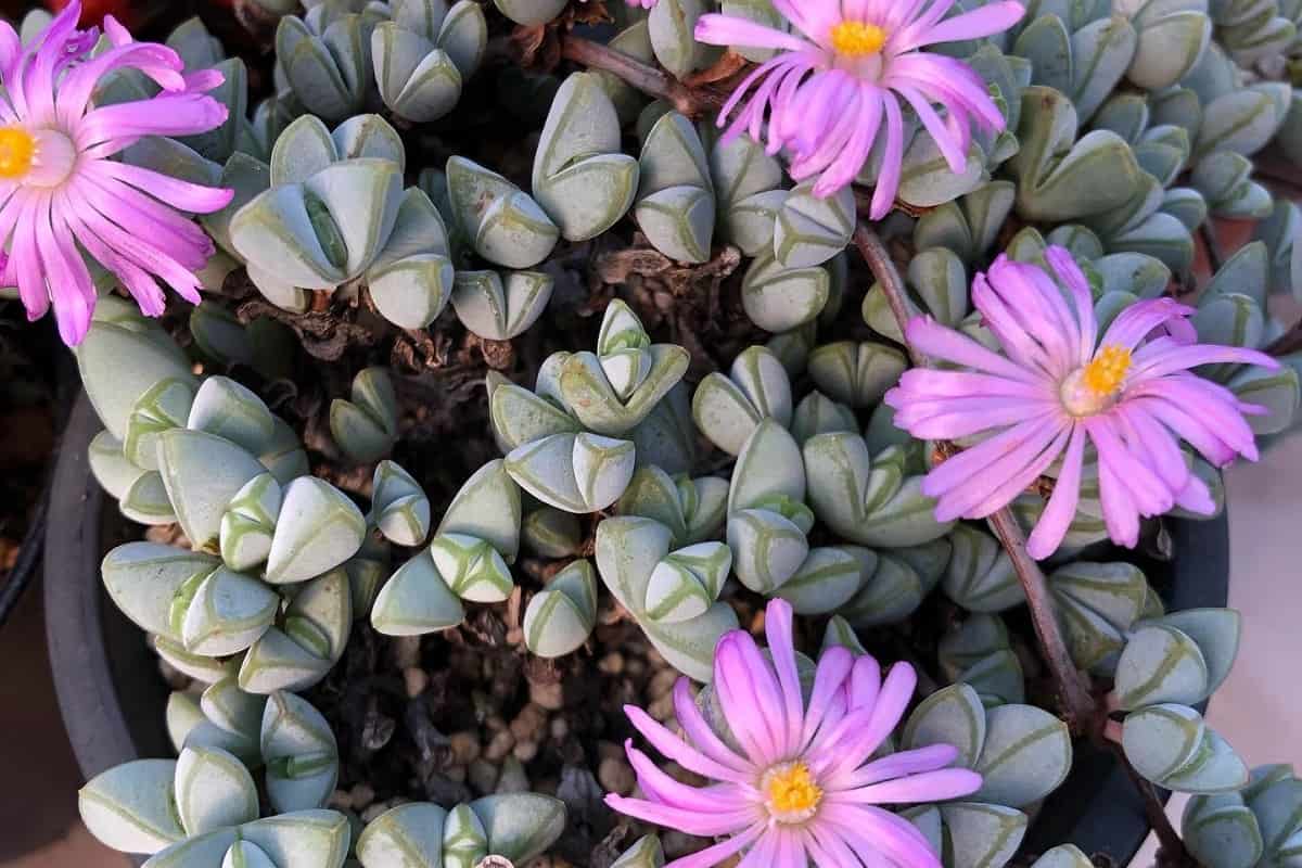 Mehikasvi, joka räjähtää keväällä upeisiin kukkoihin: Helppo ja kaunis valinta