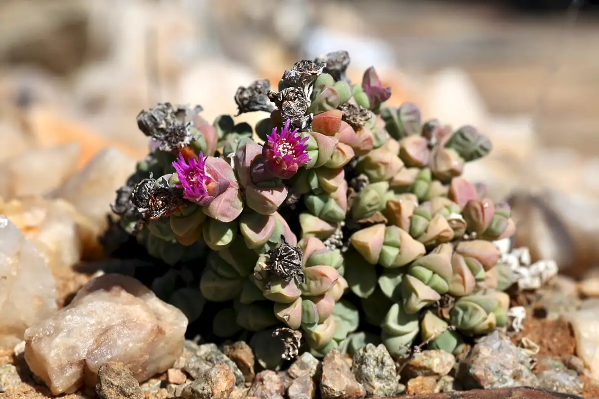 Mehikasvi, joka räjähtää keväällä upeisiin kukkoihin: Helppo ja kaunis valinta