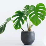 Pelasta Monstera-kasvisi: yksi virhe, jota sinun on vältettävä, jotta se pysyy kukoistavana