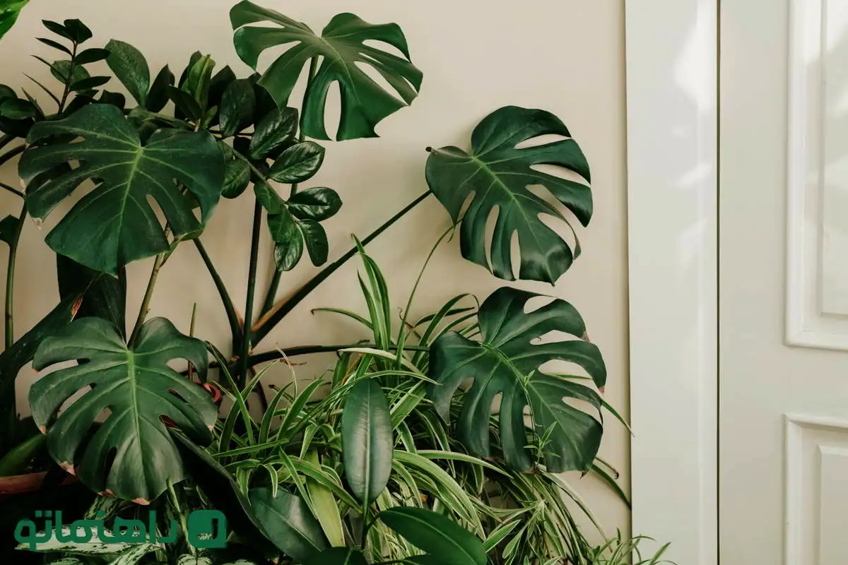 Pelasta Monstera-kasvisi: yksi virhe, jota sinun on vältettävä, jotta se pysyy kukoistavana