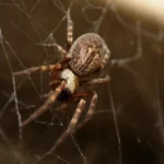 Kuinka pitää nurkkahämähäkki loitolla sitruunalla: Tehokas kotitekoinen karkote