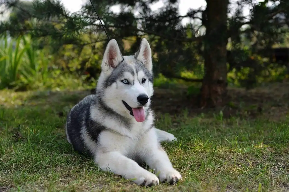 Viisi koirarotua, joita ei kannata hankkia – edes kokeneille koiraihmisille