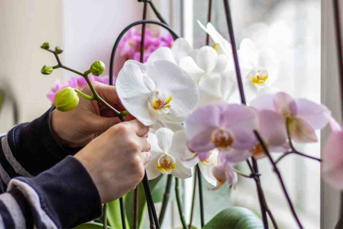 Näin saat orkideasi kukkimaan uudelleen syksyllä